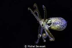 Night shot od squid. by Michal Sevecek 